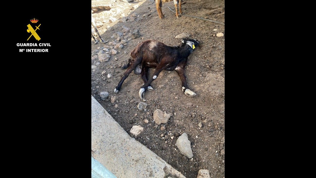 Tenían dos cerdos en estado famélico en una granja de Gran Canaria: detenidos por maltrato animal