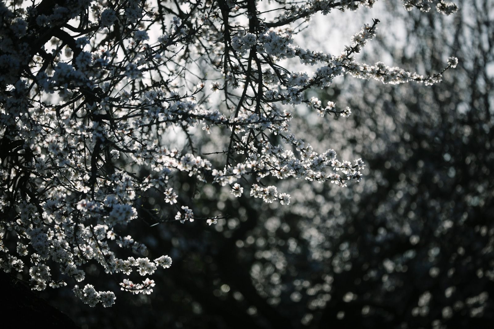 Las fotos del espectáculo de los almendros en flor en Mallorca