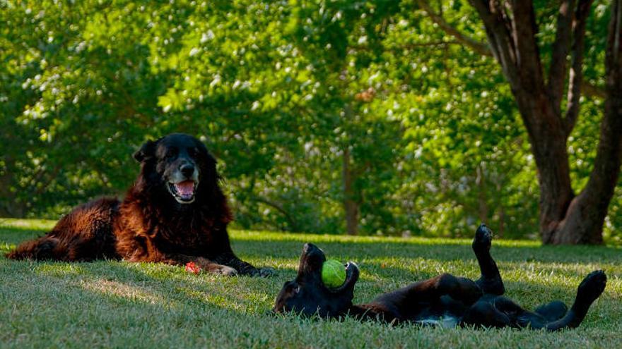 Fútbol y Chola, la pareja de perros que protagoniza &#039;Los Reyes. Una mirada canina&#039;.