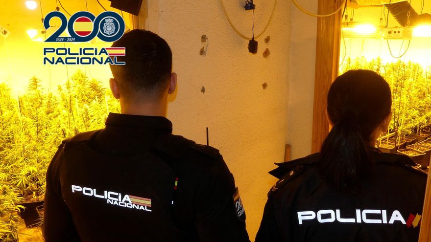 Macrooperativo en Barcelona y Castellón contra una banda de narcos: 36 detenidos y 11.000 plantas de marihuana intervenidas