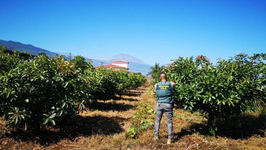 Un agente del Equipo ROCA inspecciona una de las fincas durante el desarrollo de la operación Uralita, en la que fueron investigadas por robos de fruta y aperos.