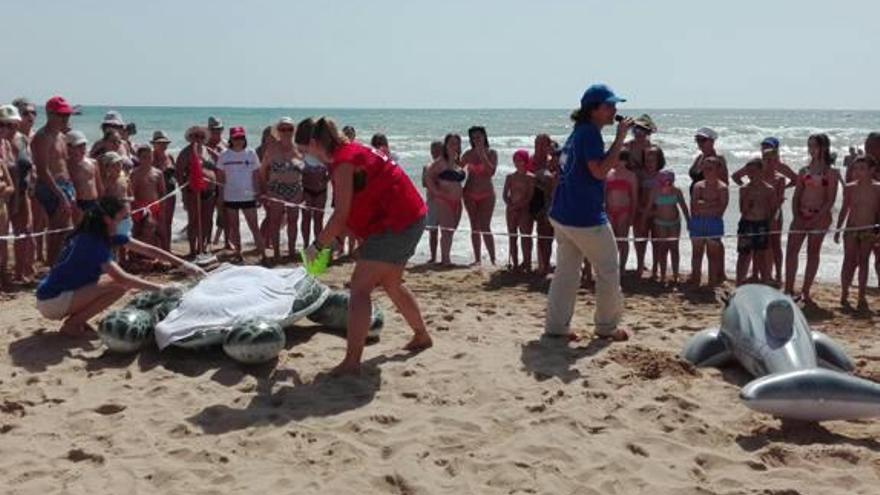 Cruz Roja y el Oceanogràfic explican qué hacer si aparece varado un delfín