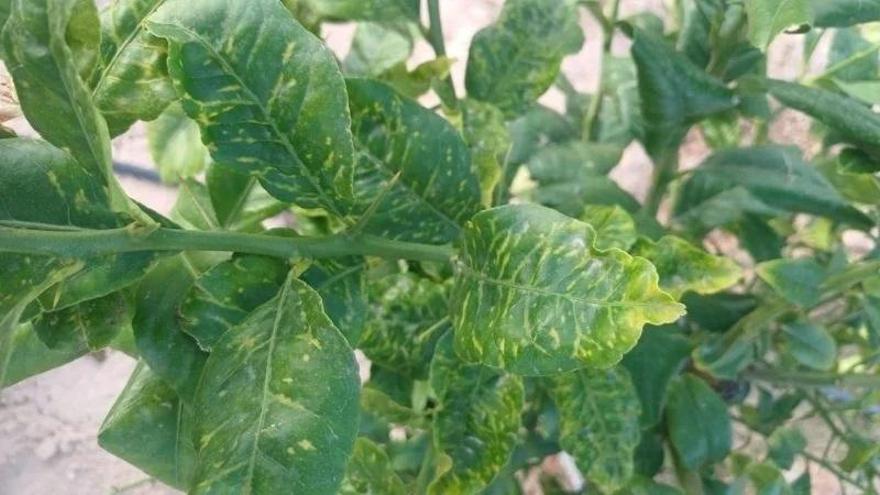 Detectados los primeros casos del virus de la clorosis amarilla en cítricos de la Región de Murcia