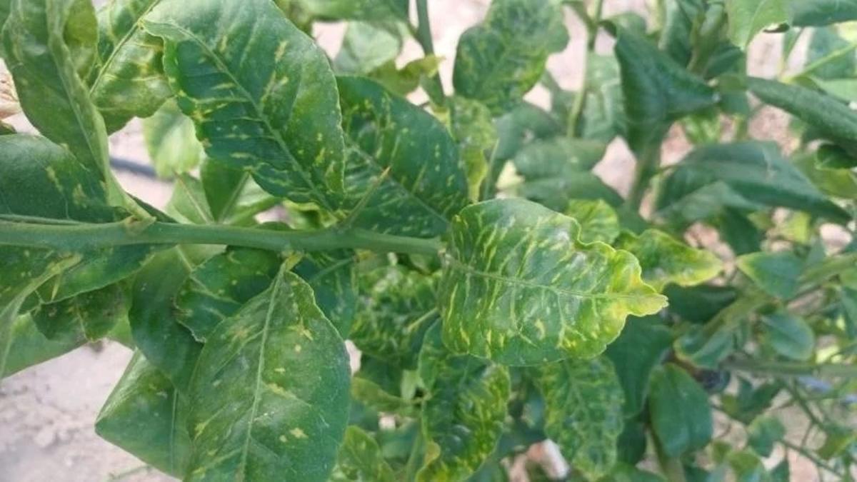 El virus CYVCV provoca un amarilleo intenso y característico de los nervios en hojas jóvenes de cítricos