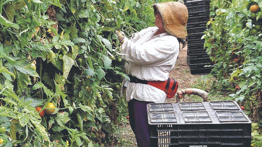 Una reforma del Posei para salvar a las pocas empresas tomateras que resisten