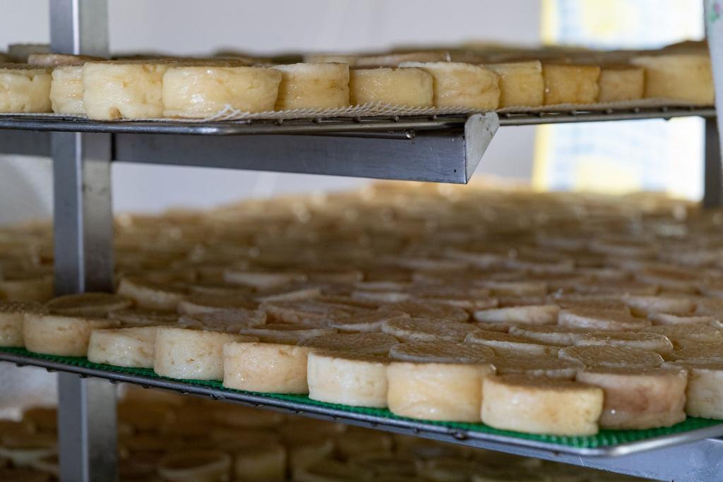 Bandejas de los mejores quesos curándose