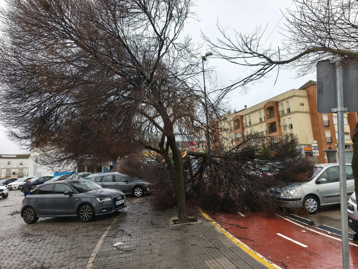 Árbol caído en una calle de Lucena este miércoles.