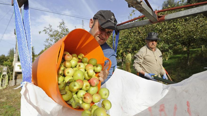 A Estrada espera recoger más de un millón de kilos de manzana con la vecería jugando a favor