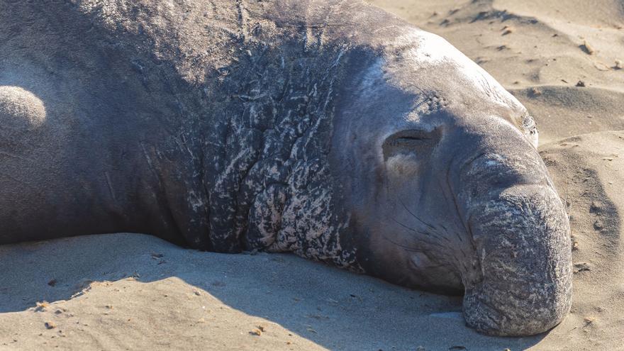 A la Sombra del Hielo: Gripe Aviar en la Antártida, el Lamento de los Elefantes Marinos