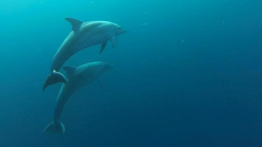 Investigan en las Pitiusas cómo afecta a los delfines el inusual silencio en el mar