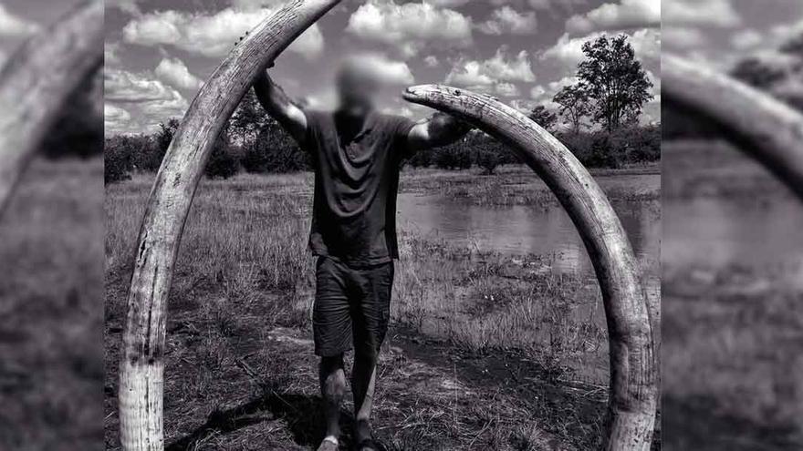 El cazador pagó 50.000 dólares por matar el elefante