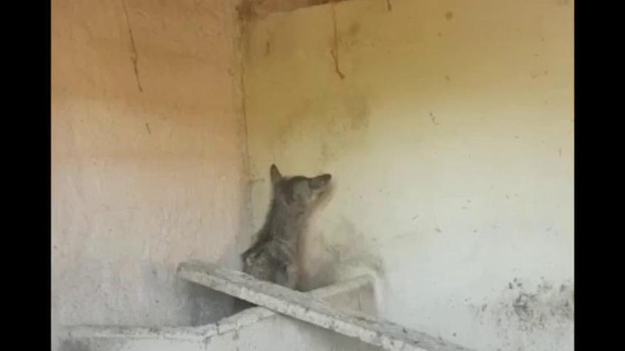 VÍDEO | Un lobito enfermo, atracción en Villanueva de Valrojo