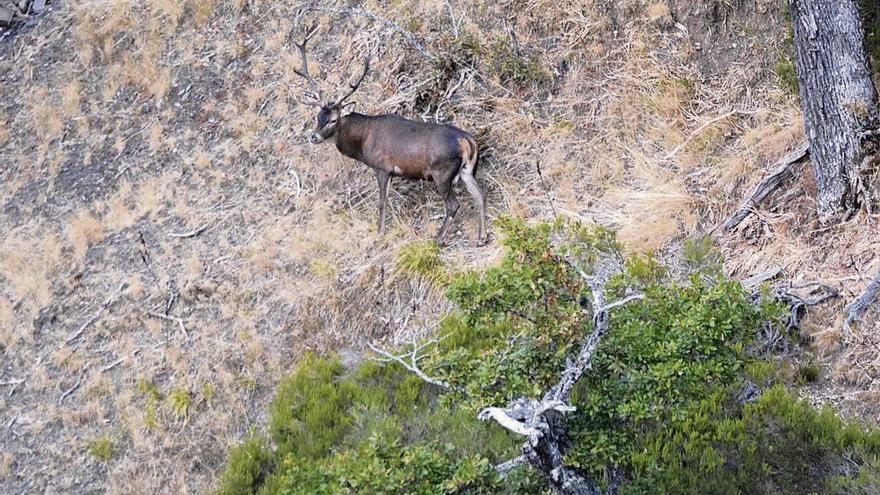 Un ciervo muestra su figura en un momento de berrea y celo.