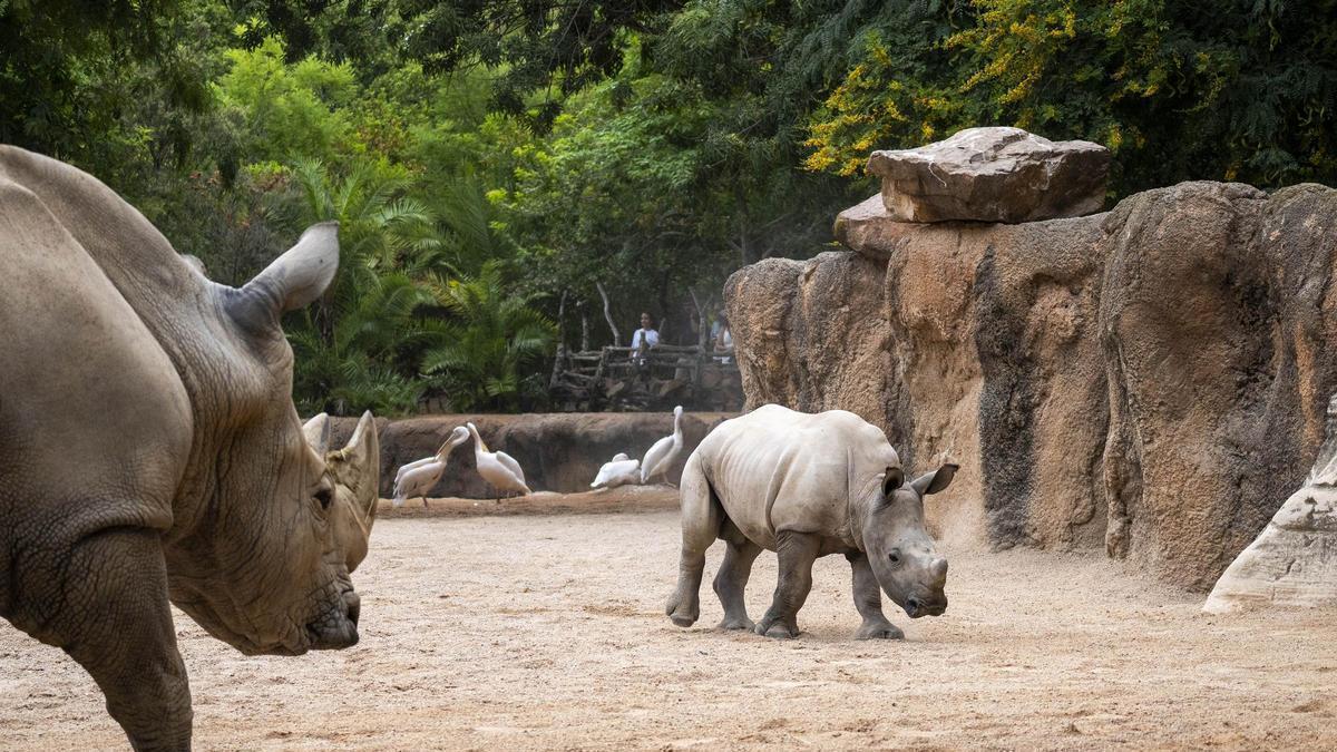 Kairu, la cría de rinoceronte, cumple 8 meses sabana de BIOPARC Valencia