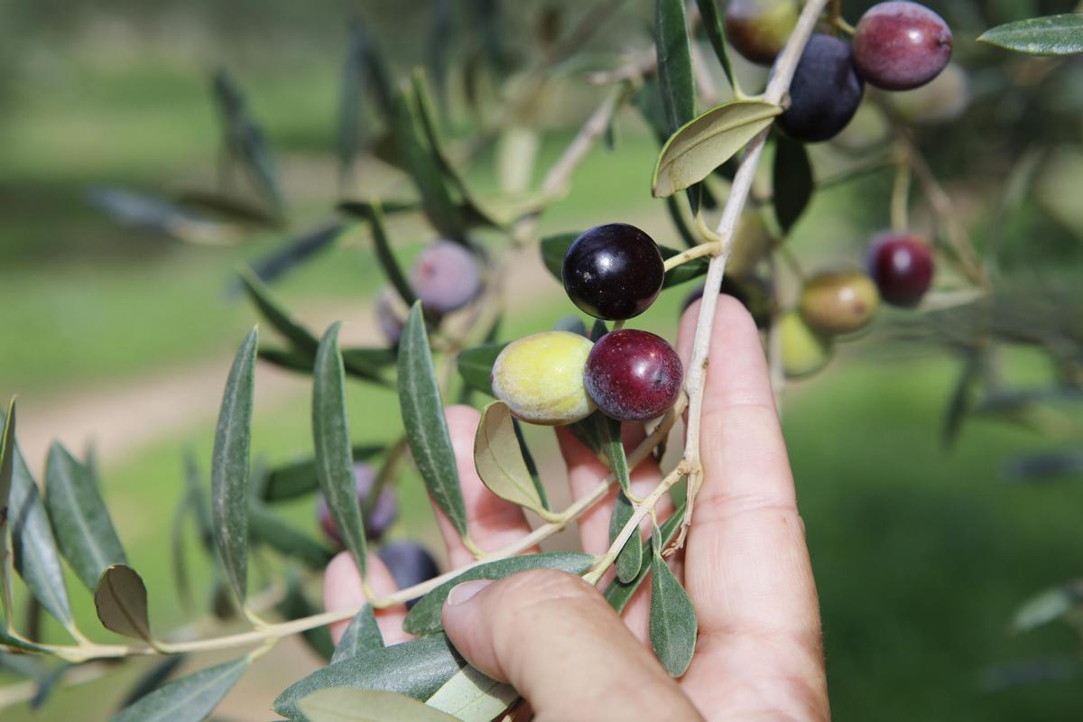 Die Olivenernte fällt in diesem Jahr mager aus.