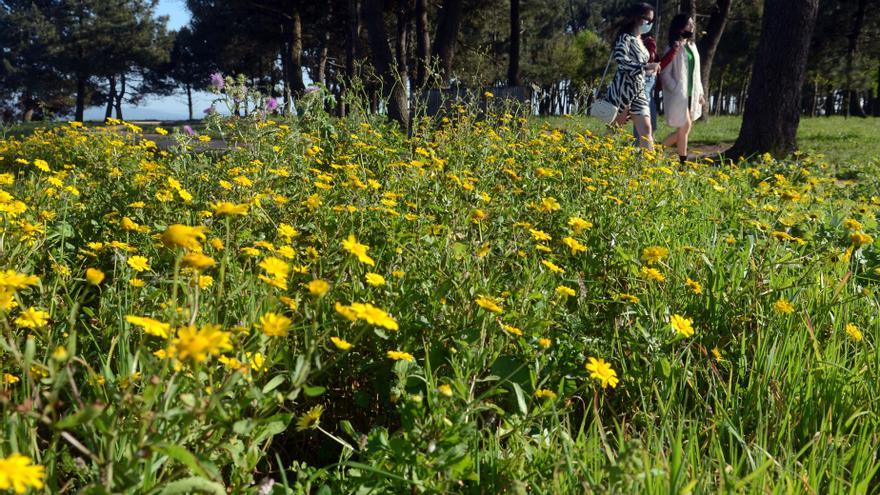 Medio Ambiente realizará controles de calidad del aire en O Salnés si lo piden los ecologistas