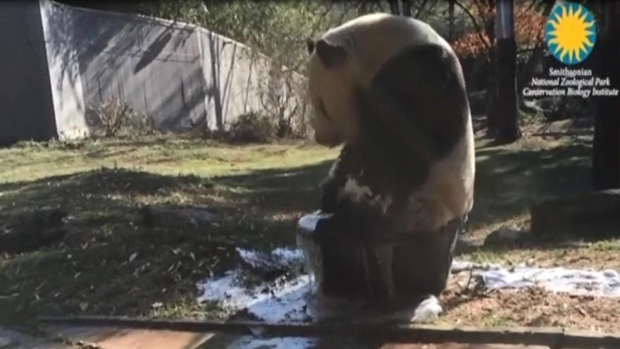 El relajante baño de Tian Tian en el zoo de Washington