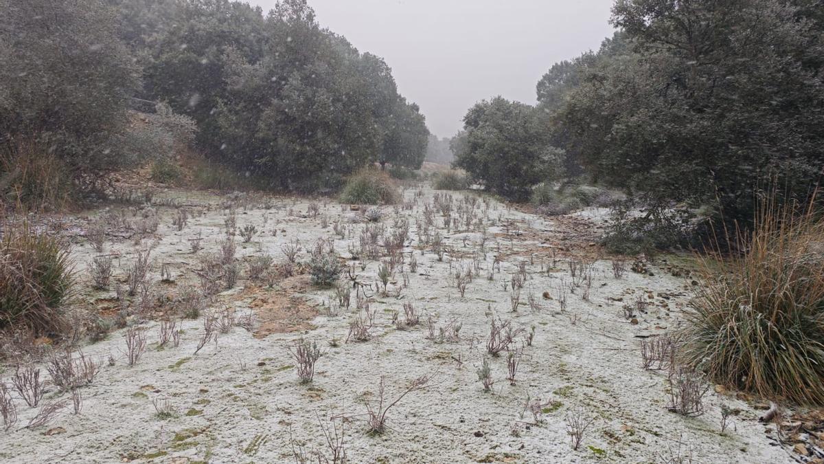 FOTOS | Nieve en la finca de Son Torrella, en la Serra.