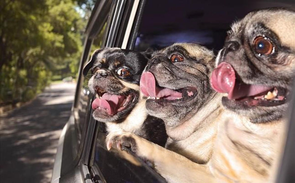 Imagen del libro ’Dogs in cars’