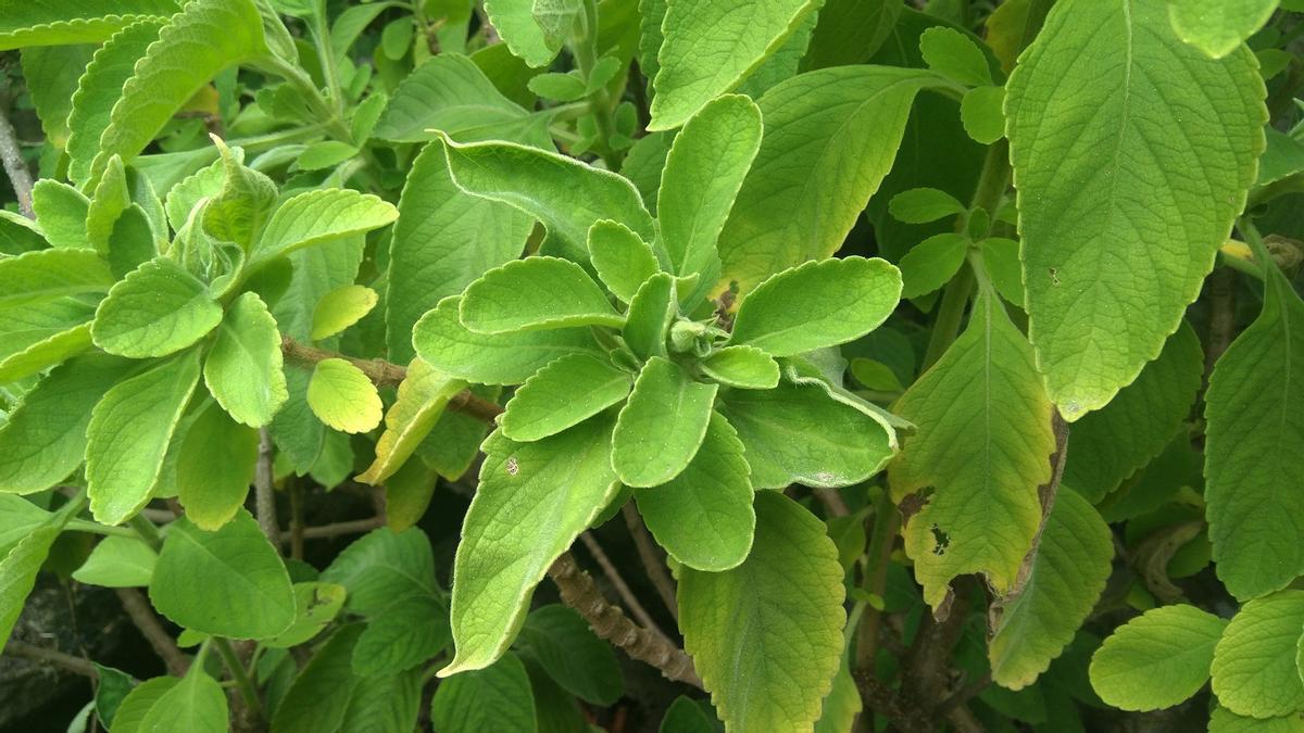 El boldo es una planta muy utilizada para adelgazar