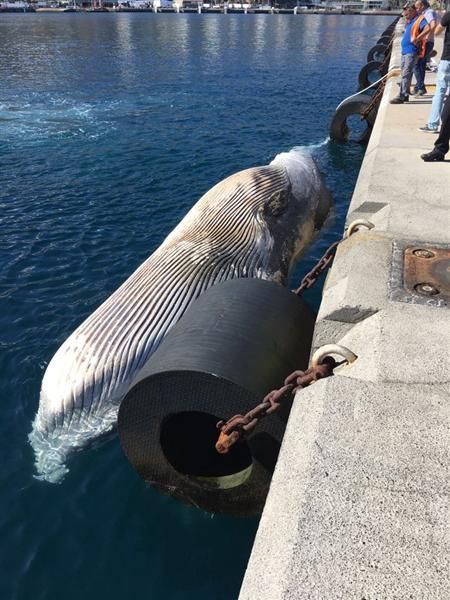 Hallan una ballena flotando en las aguas de La Pal