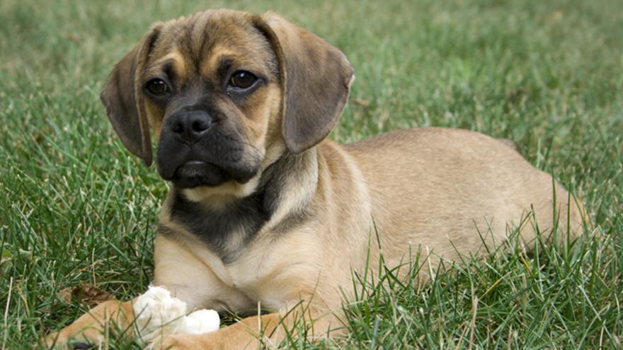 Así son las razas de perro creadas artificialmente: Puggle.