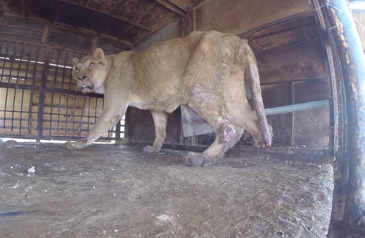 El león Govani en el carromato del circo del que fue rescatado.