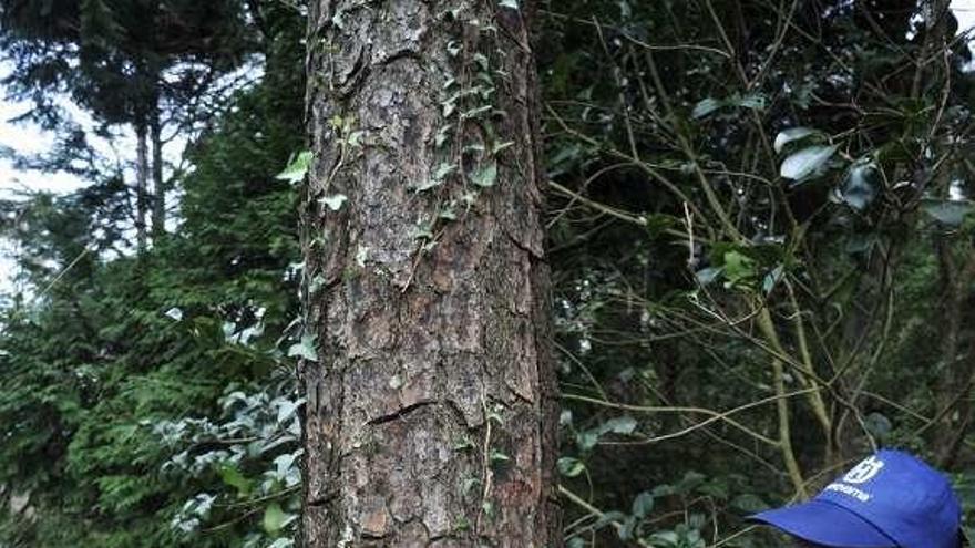 Medio Ambiente coloca trampas en el parque botánico de O Castriño en su lucha contra la procesionaria