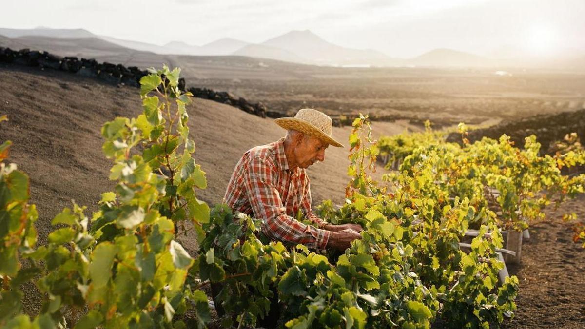 Un agricultor vendimia en Lanzarote.