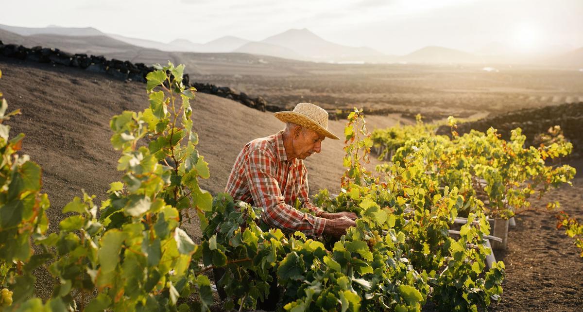 Un agricultor vendimia en Lanzarote.
