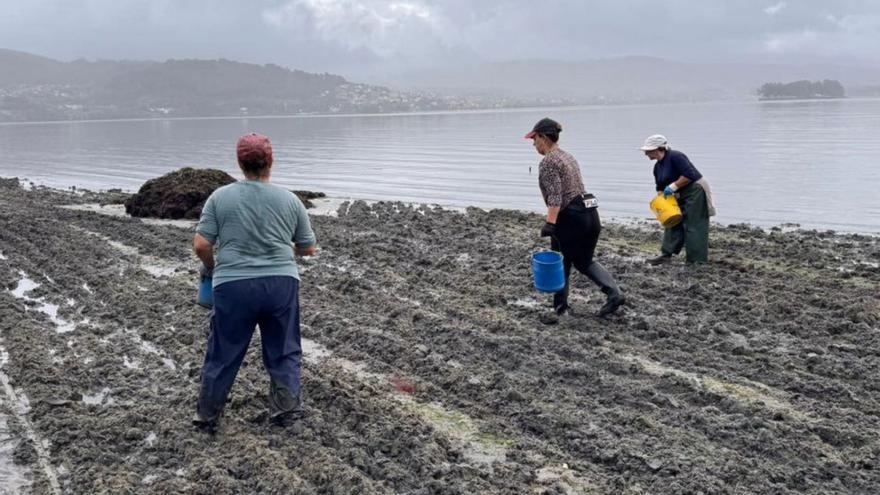 Siembra de almeja en Vilaboa. |  FdV