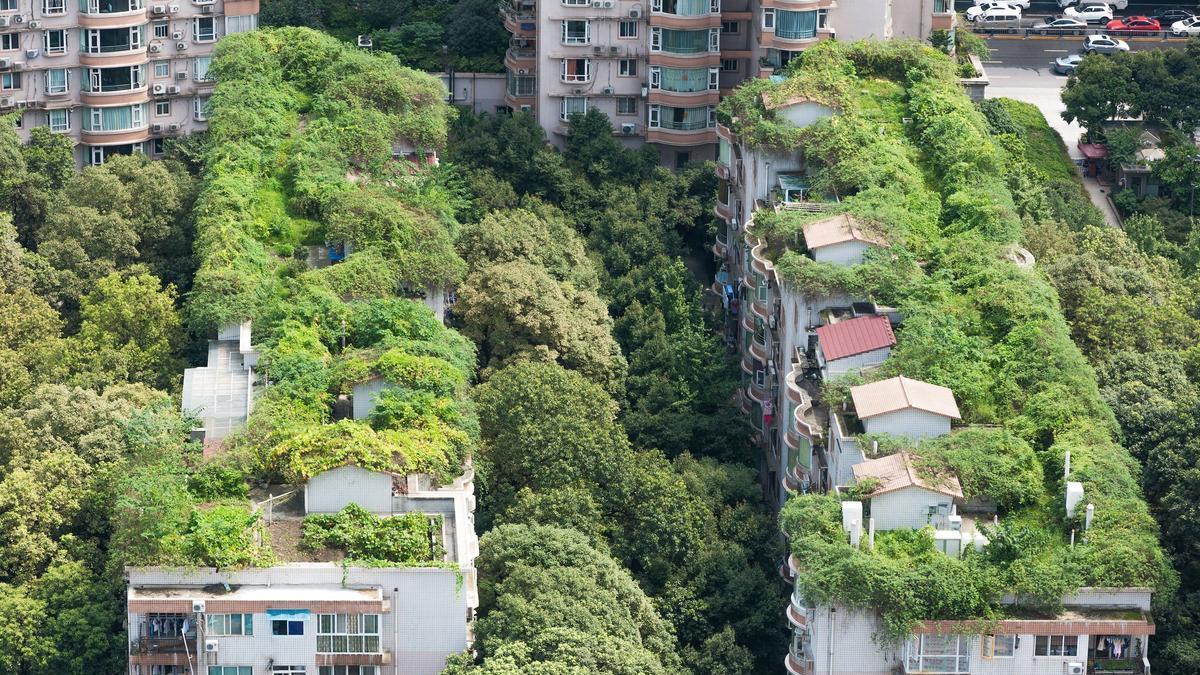 Azoteas verdes: ¿Qué son y qué beneficios reportan al medio ambiente? -  Información