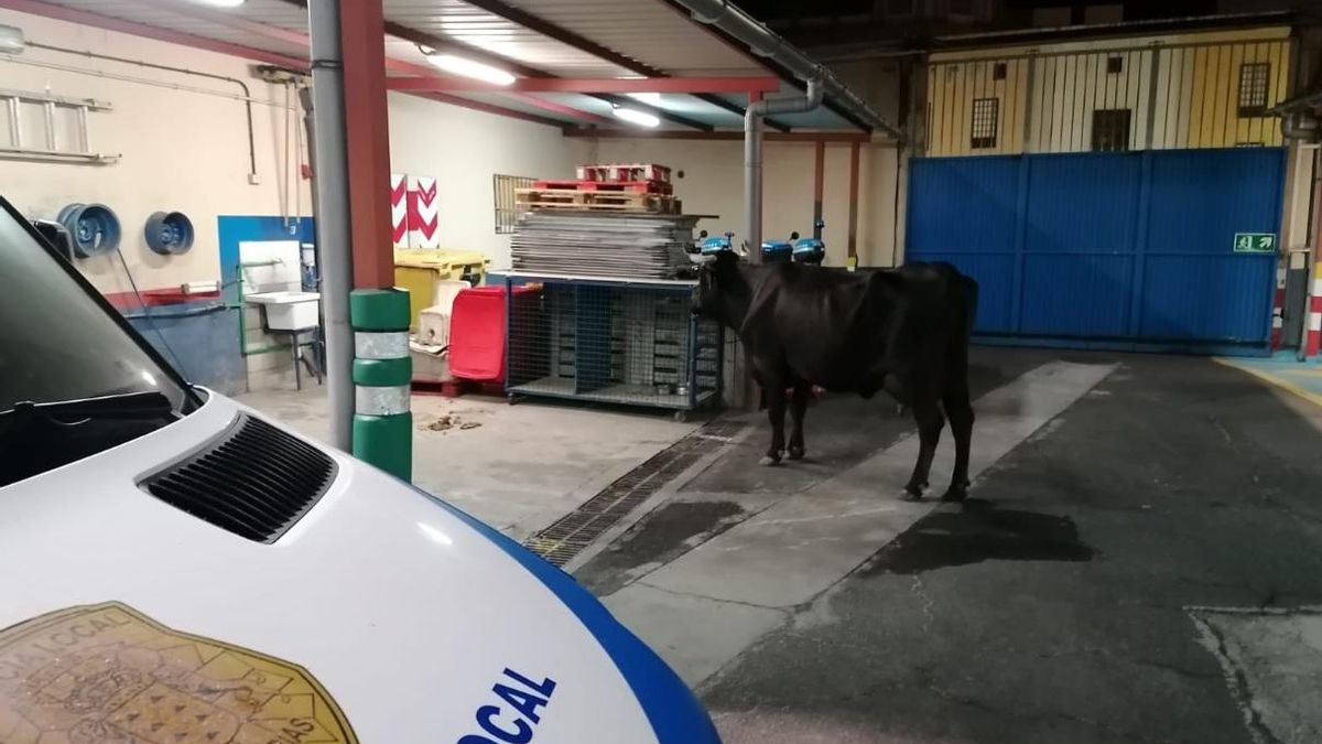 La vaca, en las dependencias policiales.