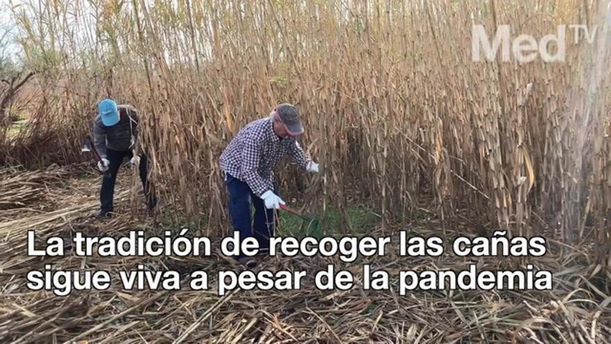 Las tradicionales cañas de la Romería esperan listas a una futura Magdalena