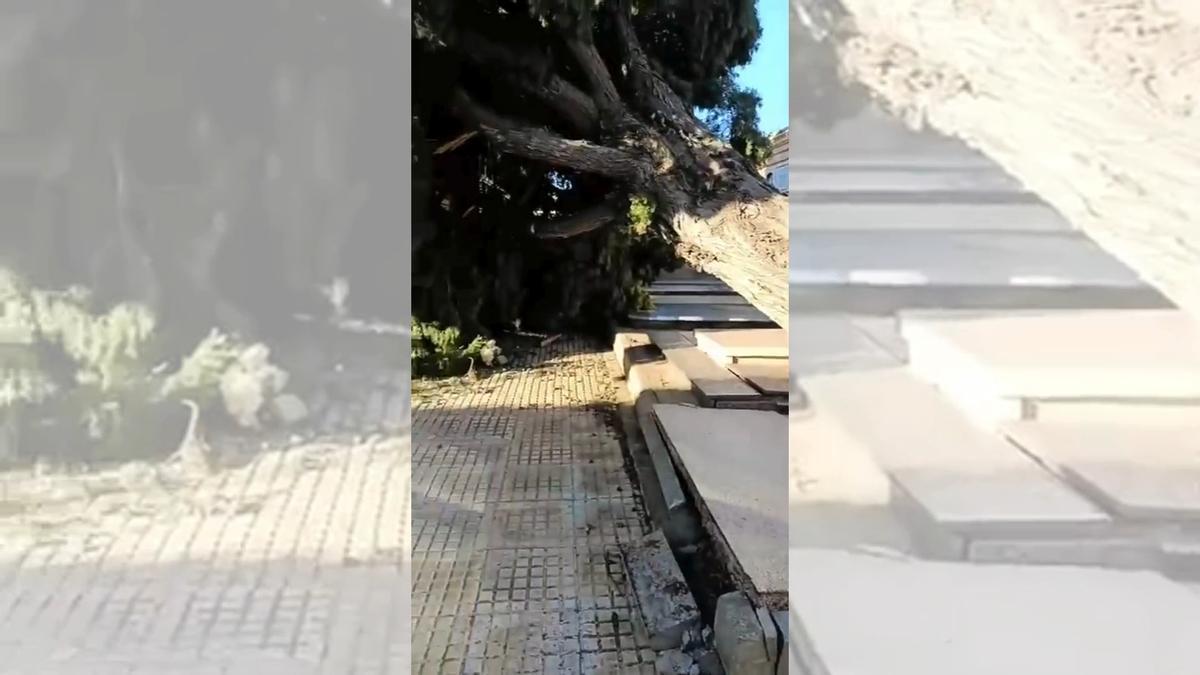 Un gran ciprés cae en el cementerio de Benicàssim