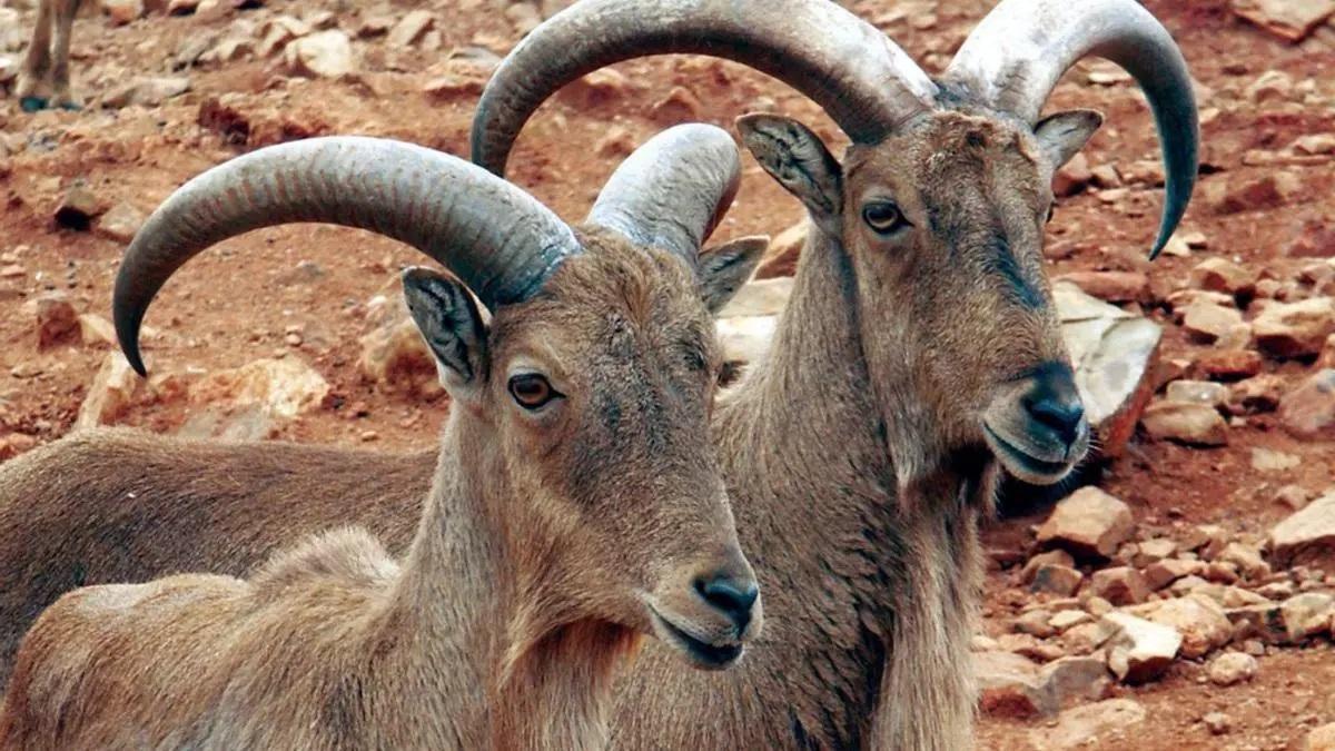 dos ejemplares de arruí, en Sierra Espuña