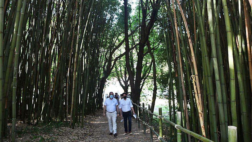Paseo de bambúes