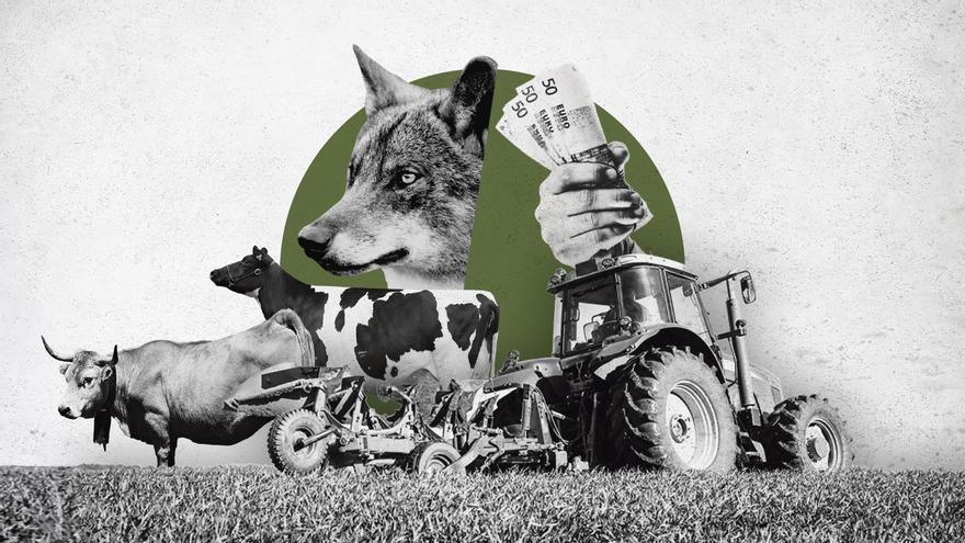 La resaca tras la desprotección del lobo: los ecologistas anuncian batalla, Barbón lo ve &quot;razonado&quot; y Castilla y León quiere ampliarlo más