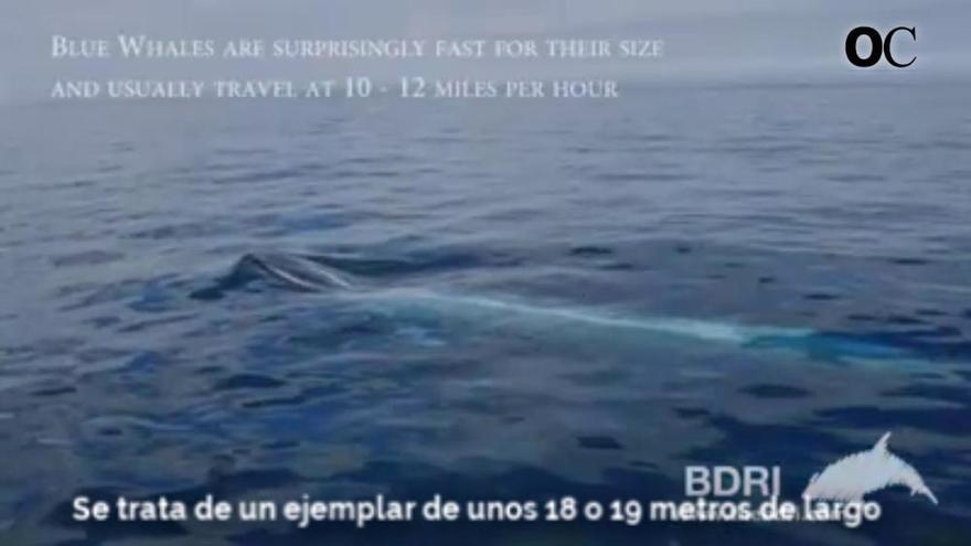 La ballena azul avistada en Galicia, filmada dentro del agua