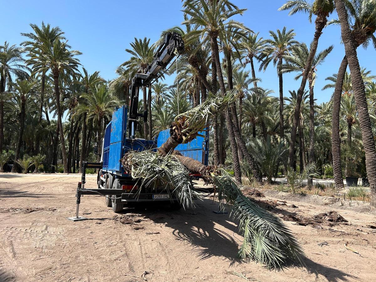 Traslado de palmeras al huerto de la Molinera, en Elche