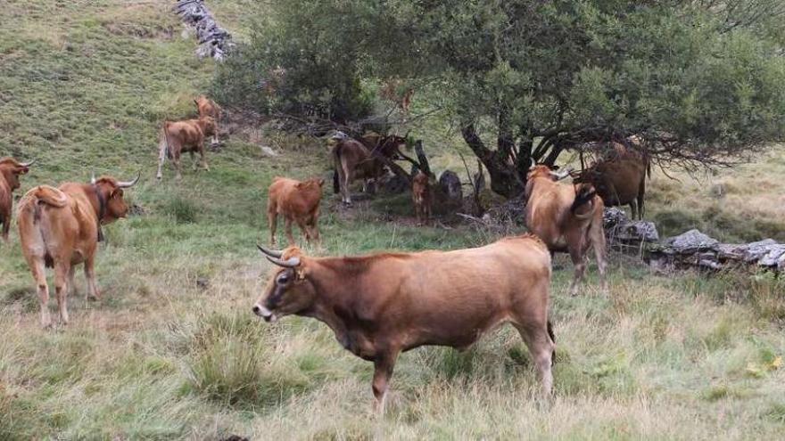 Imagen de varias vacas pastando en el campo.