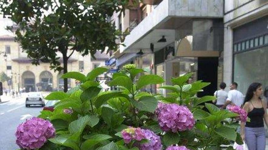 Una jardinera con hortensias en la calla Uría de Oviedo.