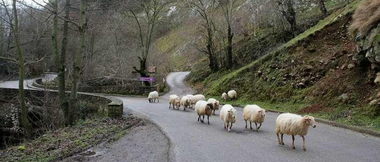 Un rebaño de ovejas a la entrada de Tielve (Cabrales).