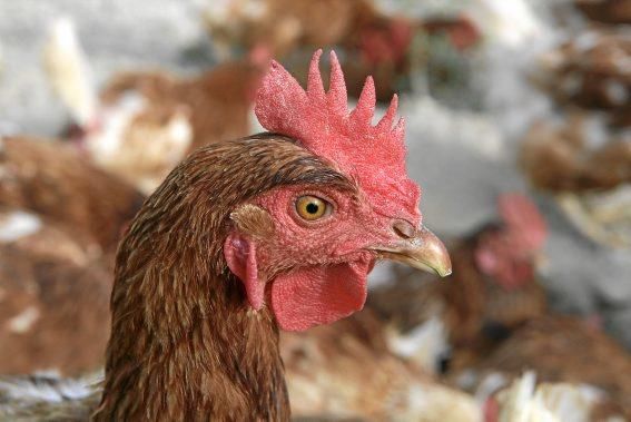 Sie sind für das Eierlegen gezüchtet, wissen, was sie zu tun haben, genießen den Auslauf - und schauen doch stets ängstlich gen Himmel. Zu Besuch bei 1.200 Hühnern in der Nähe von Marratxí.