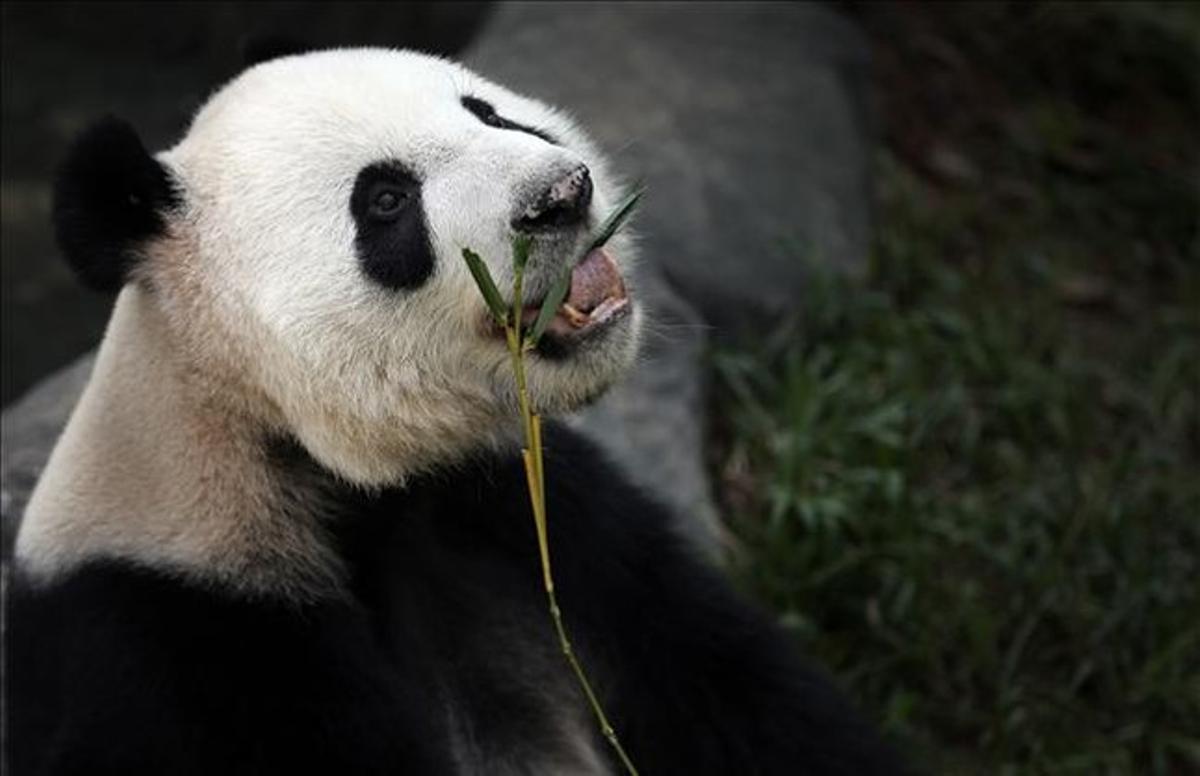 los pandas solo viven en china