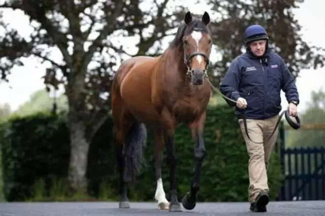 Muere Galileo, el semental que cobraba 600.000 euros por coito