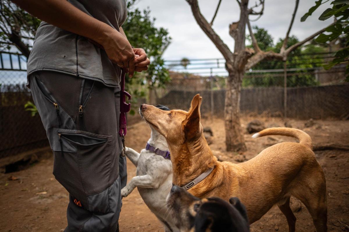 Una guardería para mascotas en Tenerife Una guardería para mascotas en Tenerife