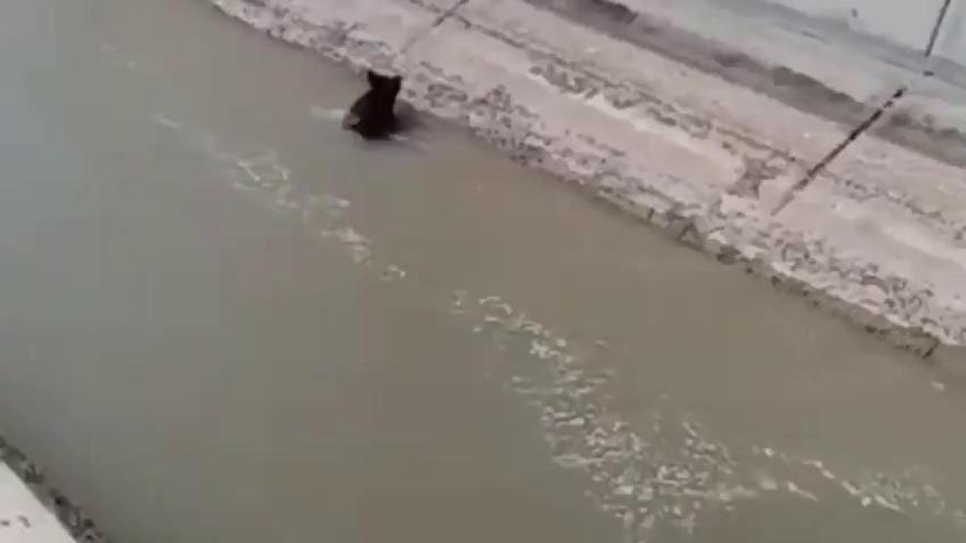 La Guardia Civil rescata a un jabalí atrapado en el canal del trasvase