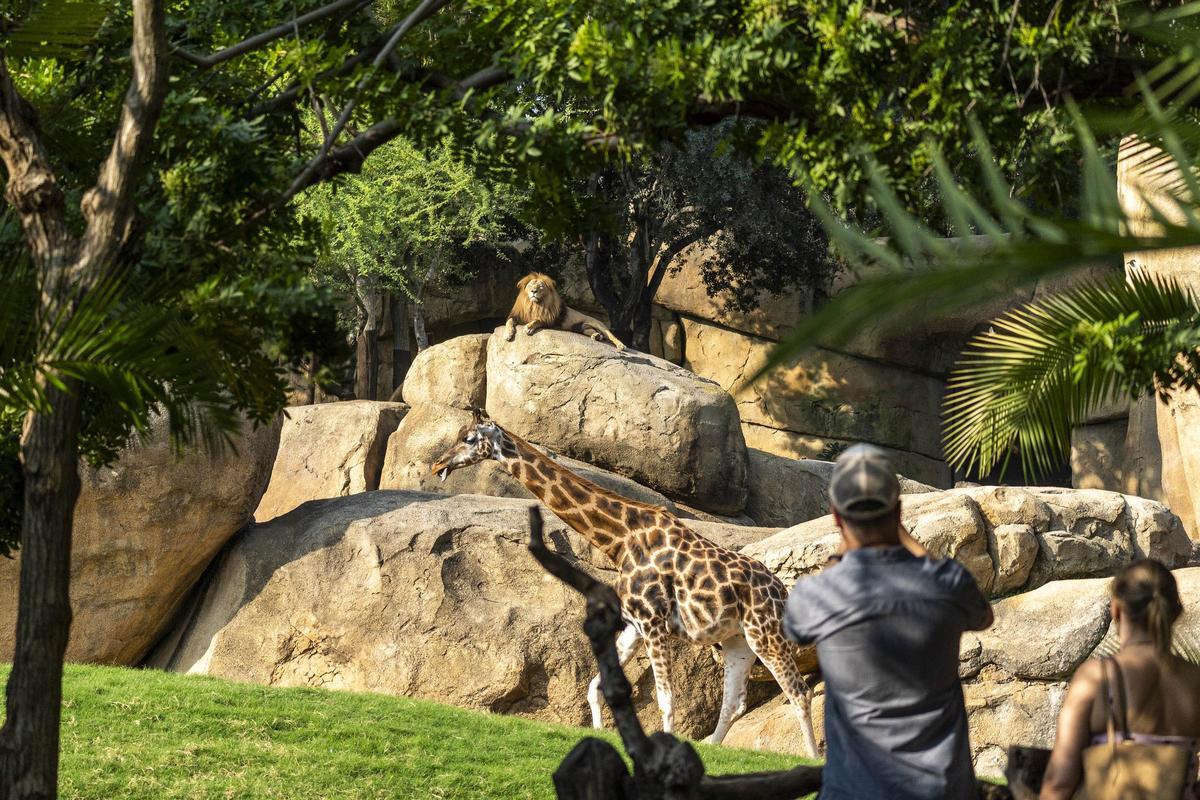 Visitantes observando jirafas y leones en la sabana de Bioparc Valencia.