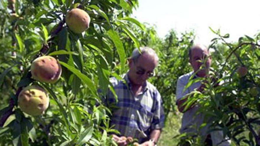 El sector de la fruta tendrá acceso a precios de todo el mundo por internet